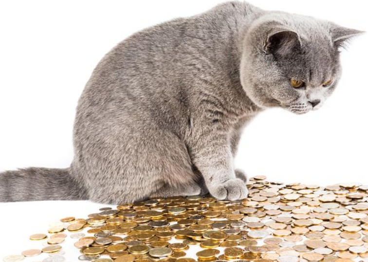 股票开户券商排名_炒股以后能开什么公司_低费率证券公司开户