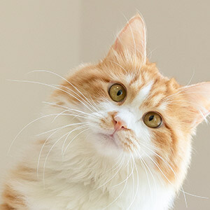 捷信贷贷款利息计算_捷信贷3万要还多少钱_捷信贷提前还款利息