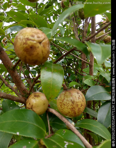 返乡创业_个人申请创业贷款窍门_农村电商