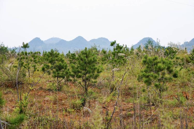 中国铝业产能利用率提升_中国铝业2022年业绩报告_中铝集团股份有限公司2026年半年报